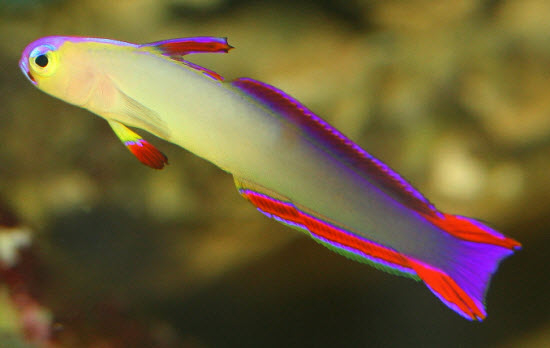  Nemateleotris exquisite (Exquisite Firefish)